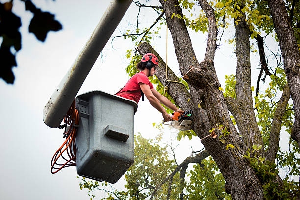 Why Choose Our Tree Removal Services in Gothenburg, NE?